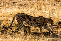 Africa Safari 2014